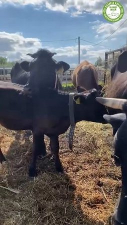 🐮 У коров тоже есть лучшие друзья 💛#дружба #коровы
