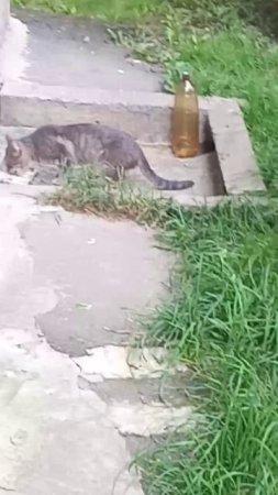 кормлю бездомных кошаков