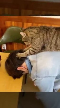 Кот массажист