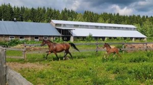 Арабская кобыла на продажу.