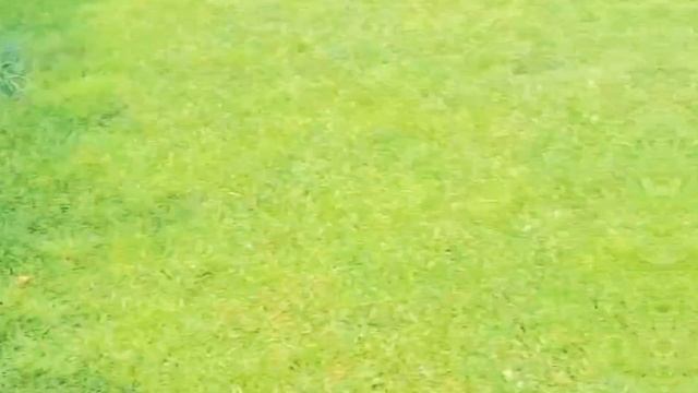 1000029389.mp4 (Собака наблюдает за креплением имитации бруса, планированием каркаса в доме А-фрейм)