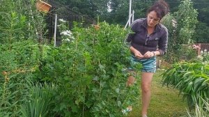 Мини дачный блог.🌸🤗🍀