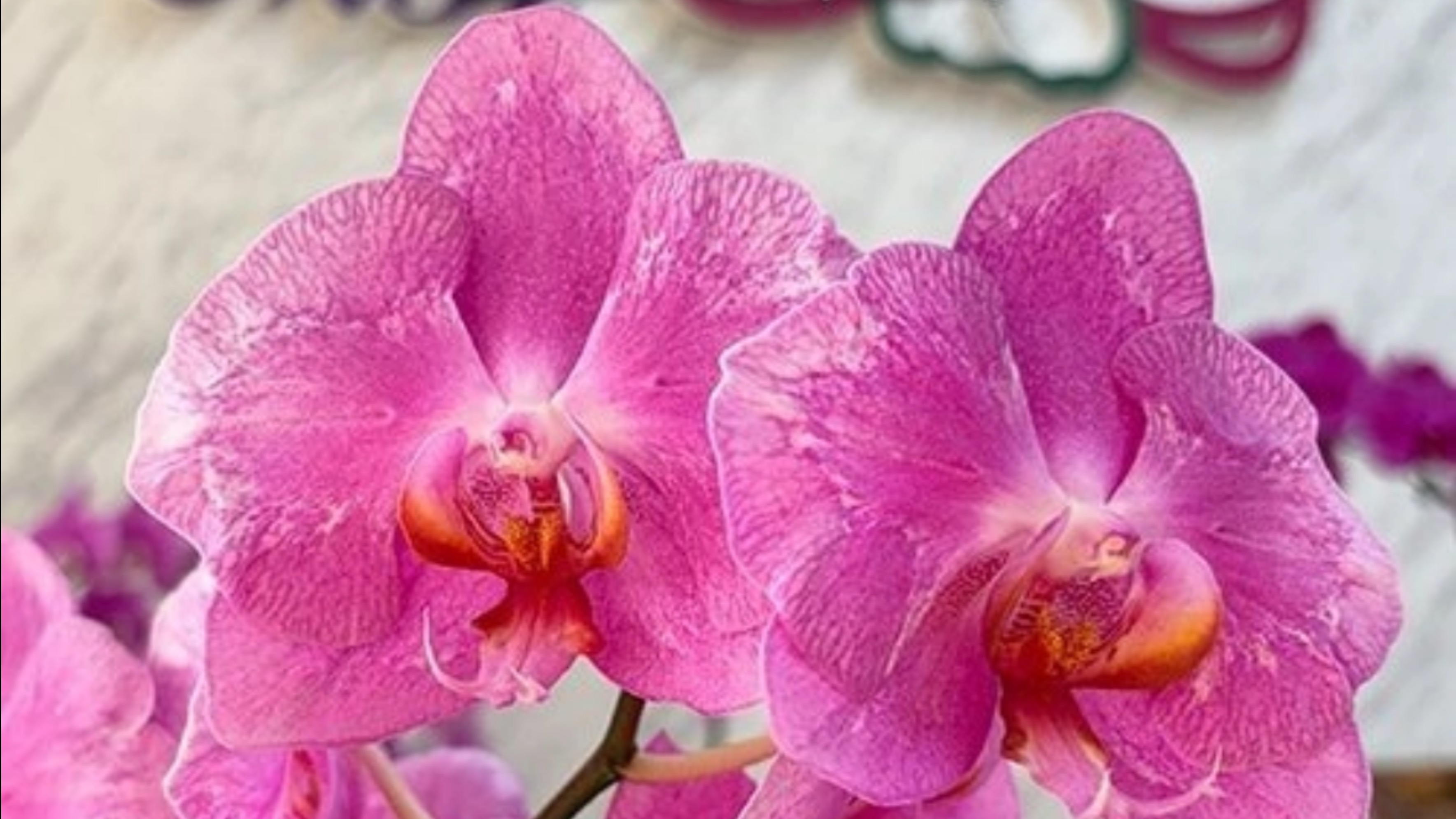 Орхидеи🌺 Новинки 😍