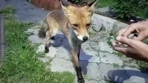(1068) Лиса приходит в гости. Июль 2025