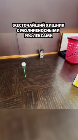 Ловкость и сила #мемы #юмор #приколы #мемасы #кот #munvan #котик