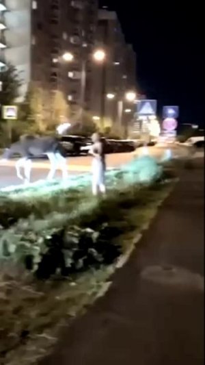 Маленький лось заблудился в Балашихе