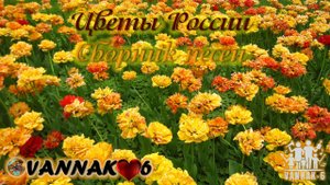 Цветы России (релакс сборник песен)