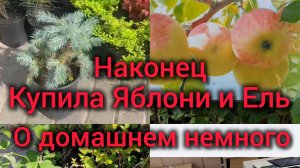 Купила Яблони и Ель. Немного о домашнем