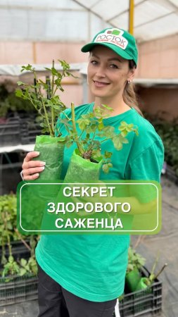 Один из самых частых вопросов: почему роза в воске и нужно ли его убирать? 🌹