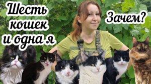 Всё о моих кошках: что едят, как гуляют, их здоровье и адаптация к деревенской жизни 🐈⬛️