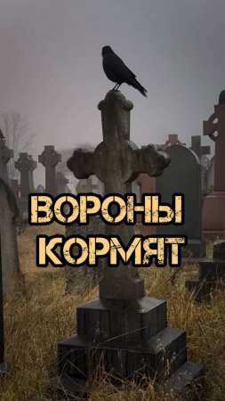 ВОРОНЫ КОРМЯТ