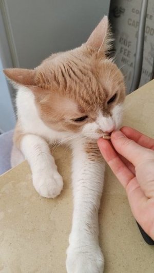 Кот Филимон любит жаренные солёные семечки))