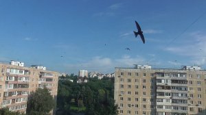 Птицы стрижи летают в небе. Июль 2025 год