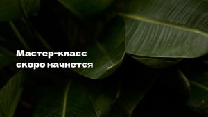 Мастер Класс по пересадке алоказии на фитиль