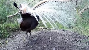 Лирохвост красуется)))) Посмотрите какая красивая птица.