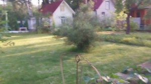 Таволга на сушку/ Чистота на участке