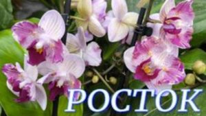 №1100/ ОРХИДЕИ бабочки в с/ц РОСТОК