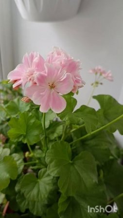 Пеларгония Saga