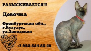 Пропала кошка! Девочка. Оренбургская обл,  г. Бузулук