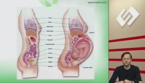 Проблемы пищеварения у беременных