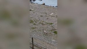 Редкий журавль-красавка в заповедном селе Яйлю