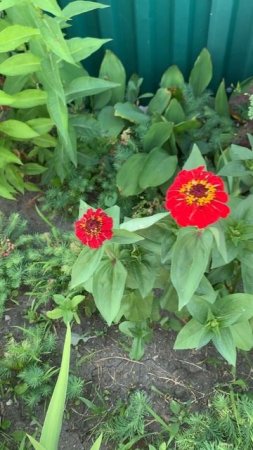 IMG_8699 Цветет и радует.