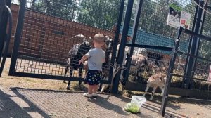 Леня в зоосаде. Зоопарк. Коза рогатая