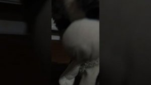 кошка, ОПЯТЬ