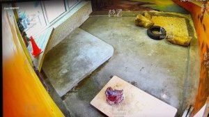 Мясо есть не стал  Потом его забрали 14 07 2025