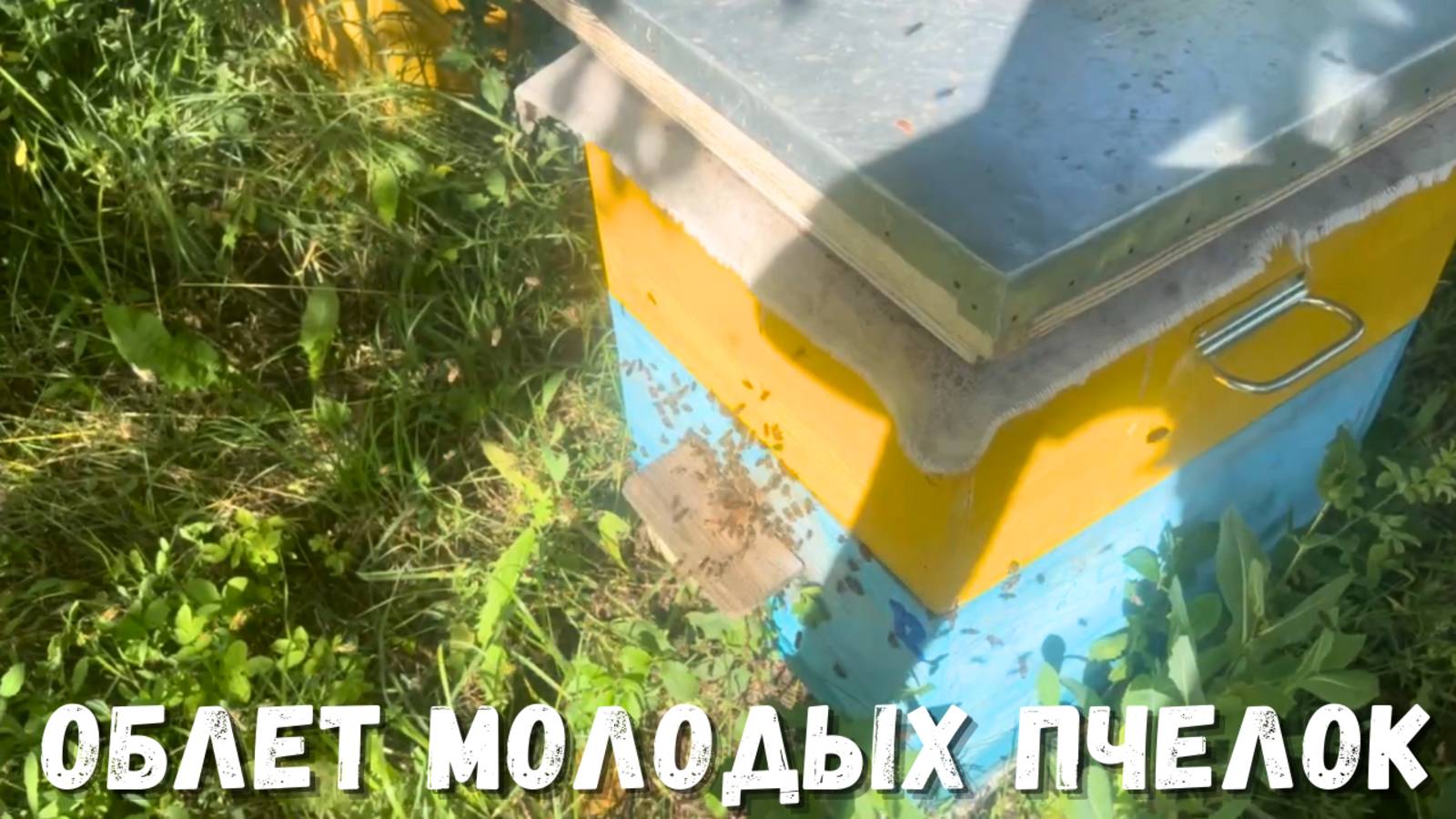 Пасека: как проходит облет молоденьких пчёлок!