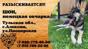 Пропала собака! ШОН. Немецкая овчарка. Тульская обл,  г. Алексин