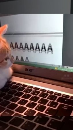 котики