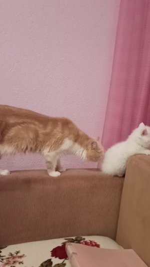 Любовь и ласка кошек