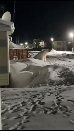 Умка уже не тот, мишка на севере