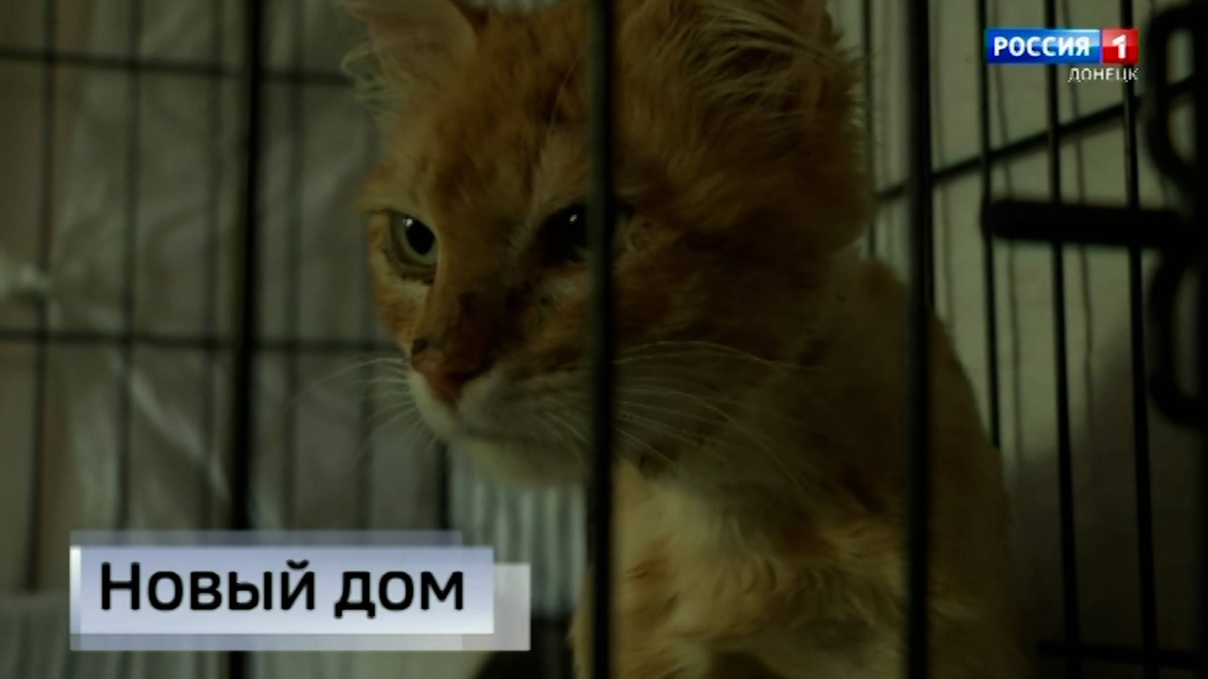Кошкин дом