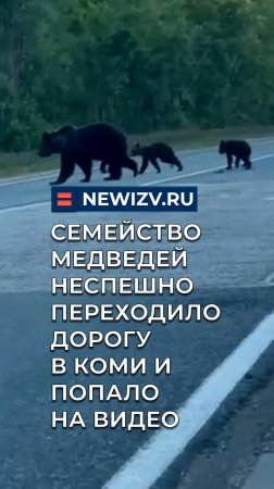 Семейство медведей неспешно переходило дорогу в Коми и попало на видео