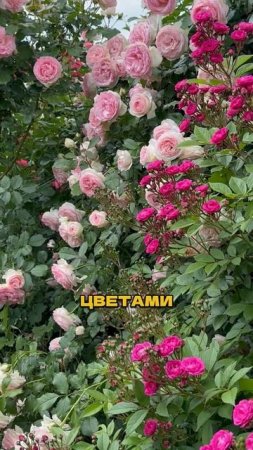 🌹 Эти Розы Хотят Все - Выбирайте Свою!