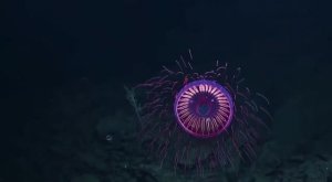 Какая красивая Aequorea victoria
