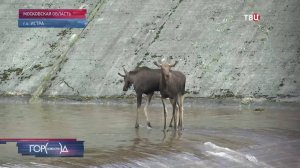 На водохранилище в Истре спасли двух застрявших лосей / Город новостей на ТВЦ