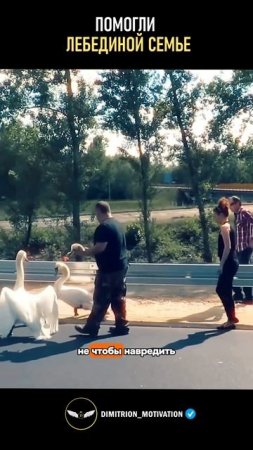 Помогли лебединой семье выбраться с трассы #добро