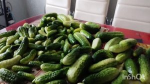 Закрывала огурцы /как живут в русской деревне...