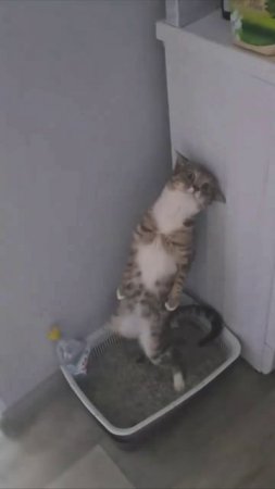 Обычный питерский кот нашёл во дворе кошачью мяту.

Распространите