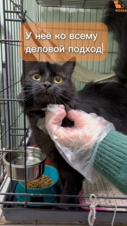 Акула ждёт вас в приюте #Муркоша