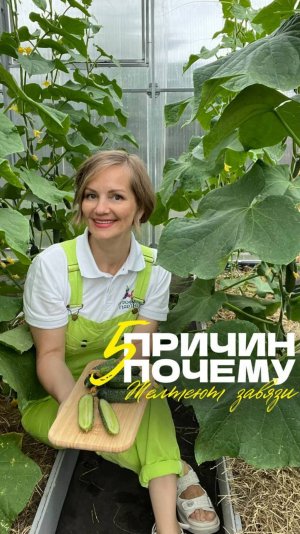 🔥 Что делать, если в теплице жара выше +32 °C, а завязей всё меньше?