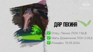 ДАР ПЕКИНА «V»(Пекин Лок – Доминика Лок) 13.05.2024 г.р.