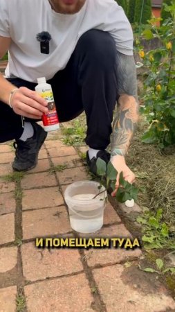 🌹Как получить любую розу абсолютно БЕСПЛАТНО🌹