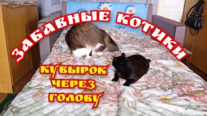 Забавные кошки. Кувырок через голову.