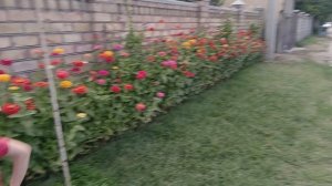 Гуляем в поселке Манас,Сукулукский район.Я отдыхаю в Бишкеке.Чем я занимаюсь там,жизнь в Кыргызстане
