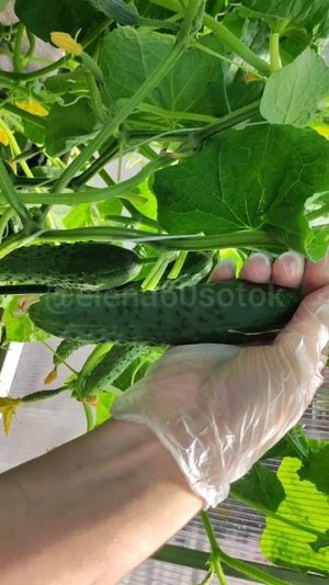ОГУРЦЫ ЗАПЛОДОНОСЯТ С НОВОЙ СИЛОЙ! ПОДКОРМКА ОГУРЦОВ ПОД КОРЕНЬ и ПО ЛИСТУ!