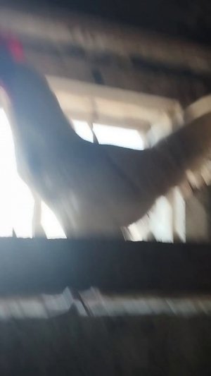 как поймать петуха 🐔 #юмор #приколы #деревня